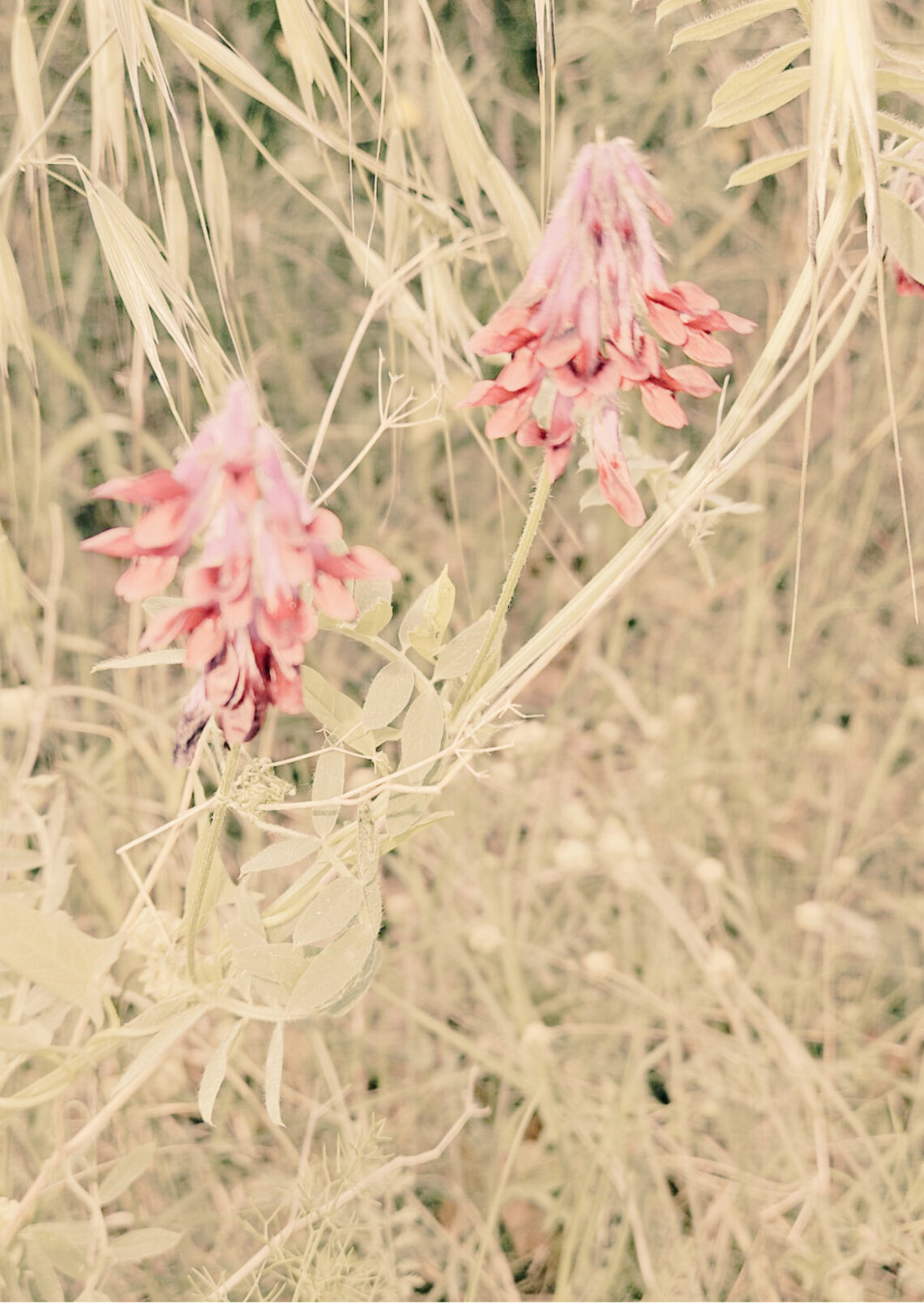 gent que es queixa molt