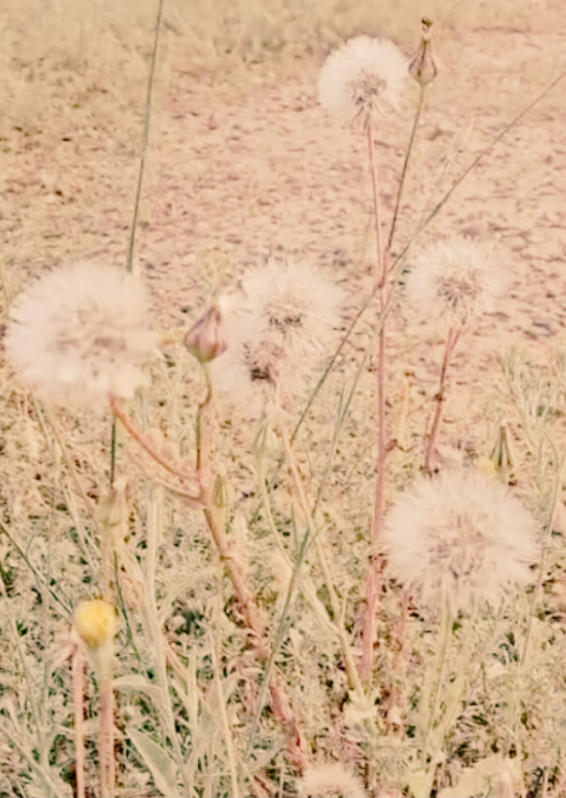 felicitat estant sol