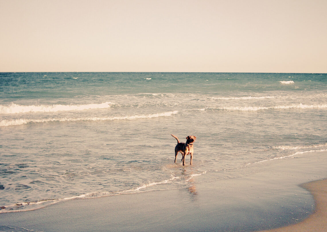 Despertar la teva essència autèntica