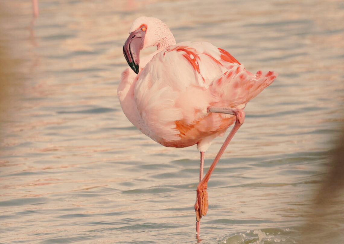 De ser servicial a ajudar de veritat