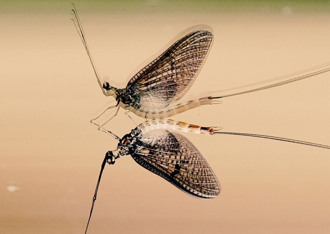 creixement personal i canvi