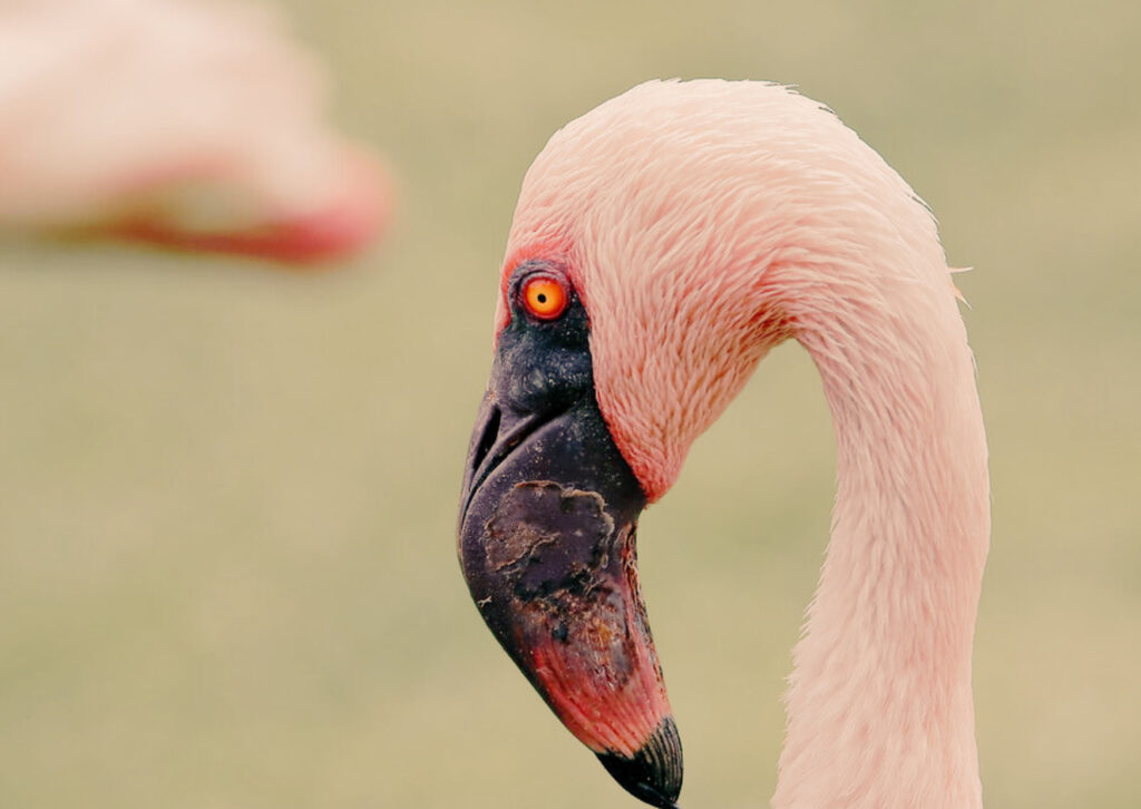 De ser servicial a ajudar de veritat