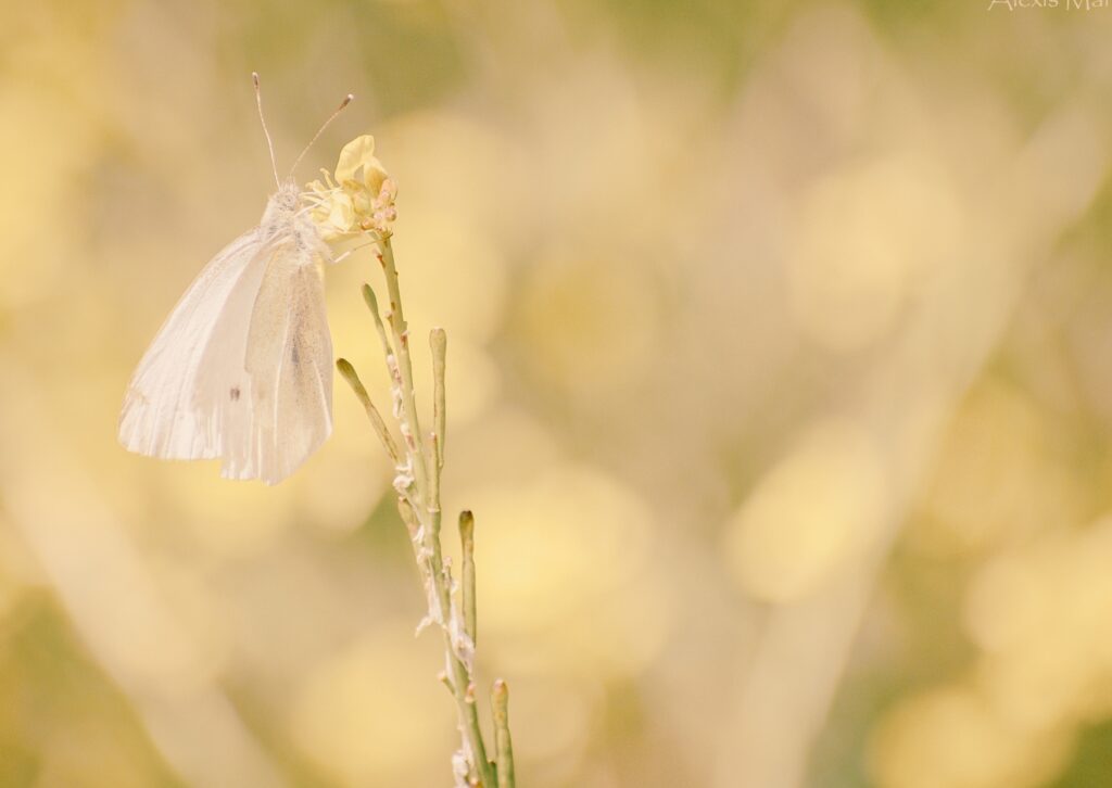 entendre l’ansietat