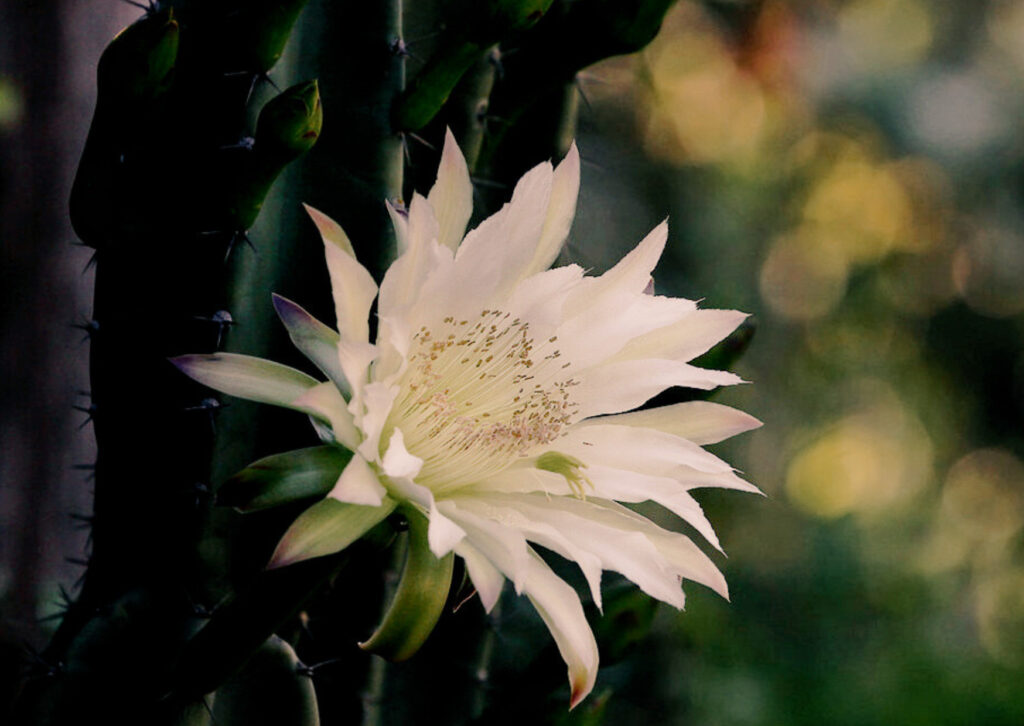 creixement personal i canvi