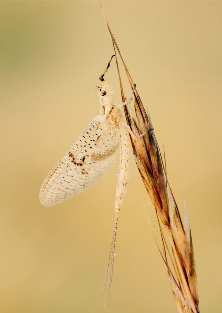 creixement personal i canvi