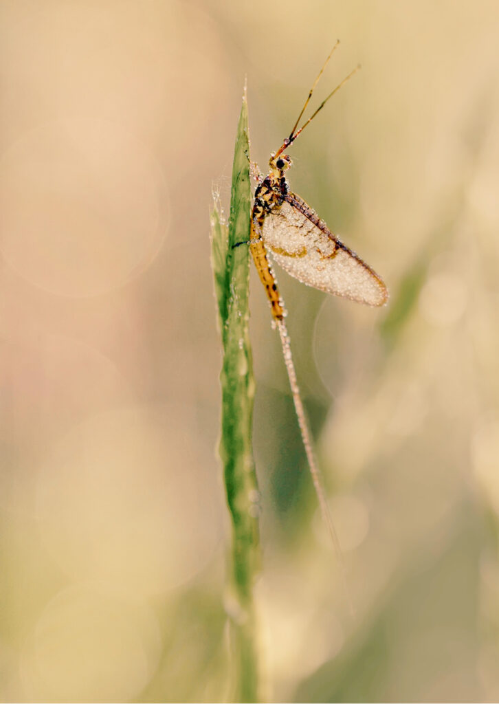 creixement personal i canvi