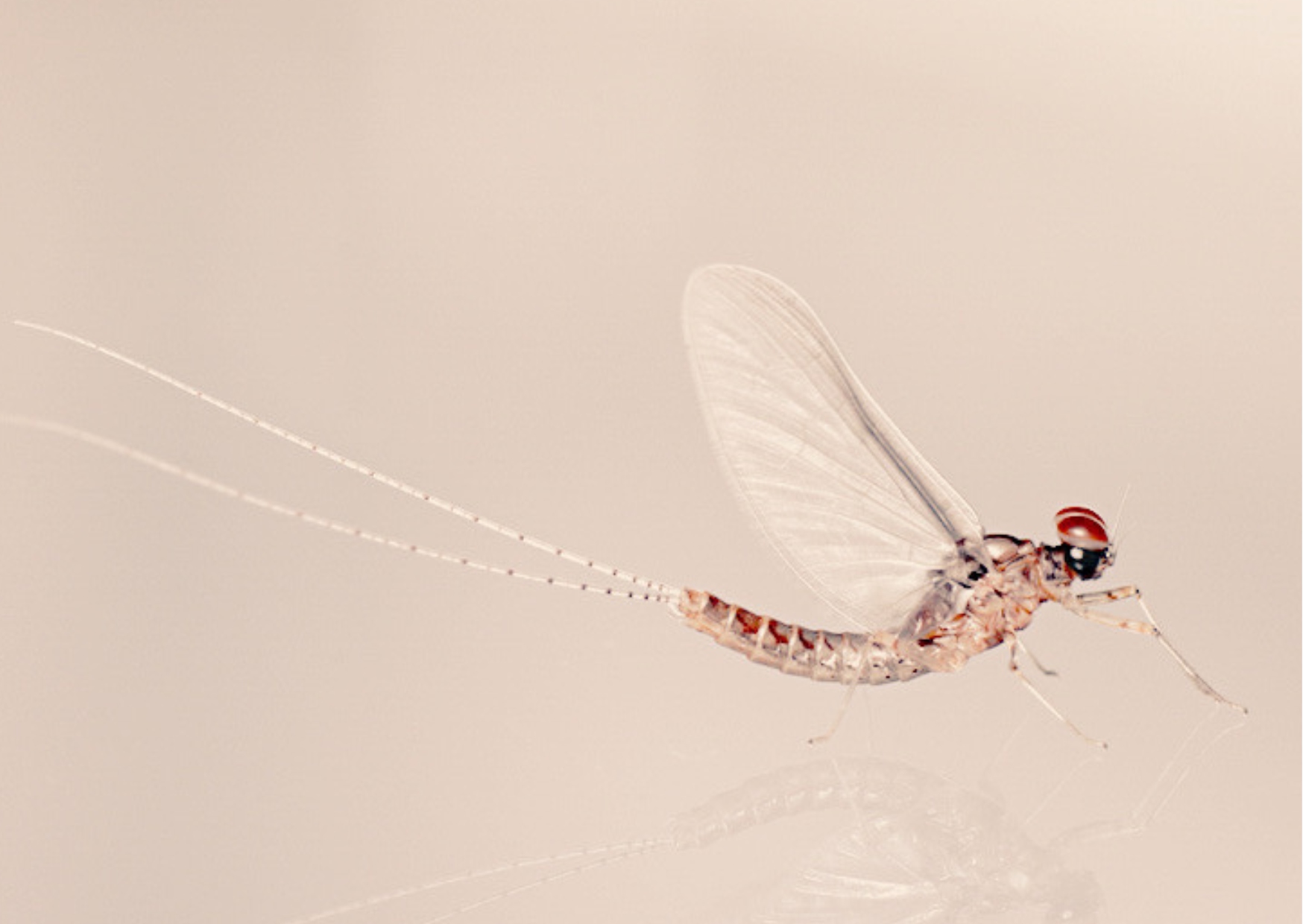 l’art de la reacció conscient