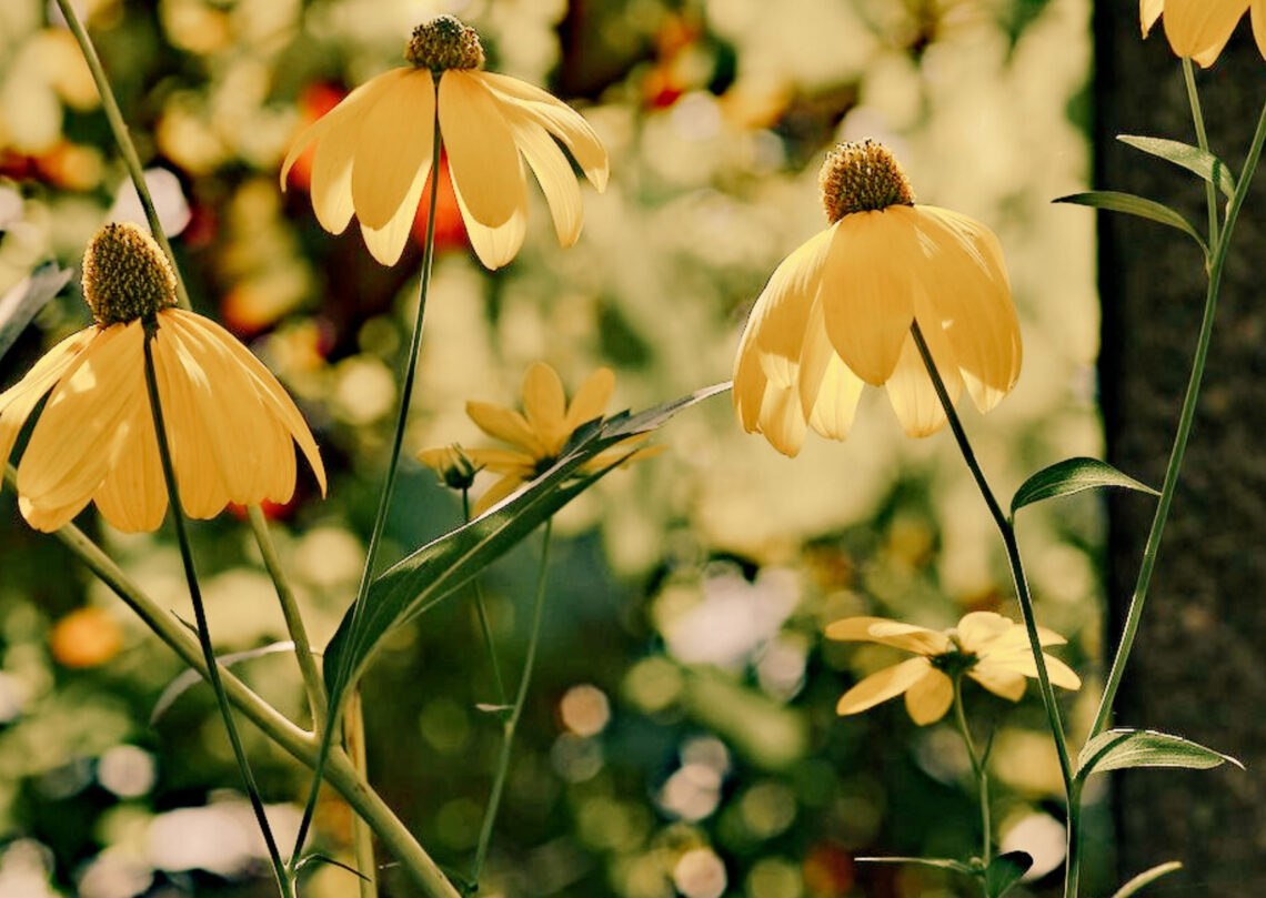 meditar per mantenir el cervell jove