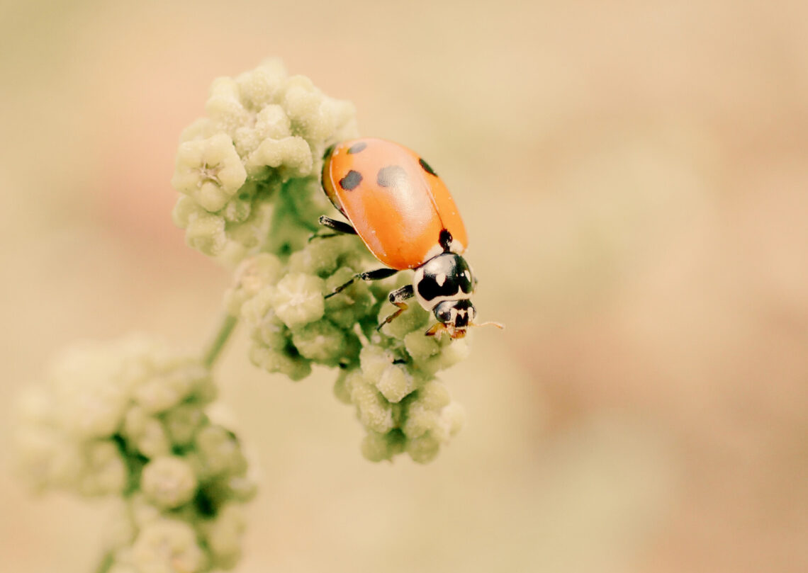 com cultivar la humilitat