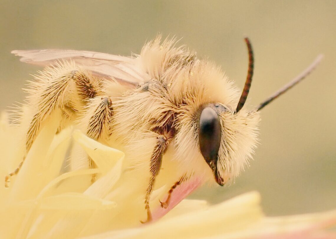 posposar tasques i ansietat