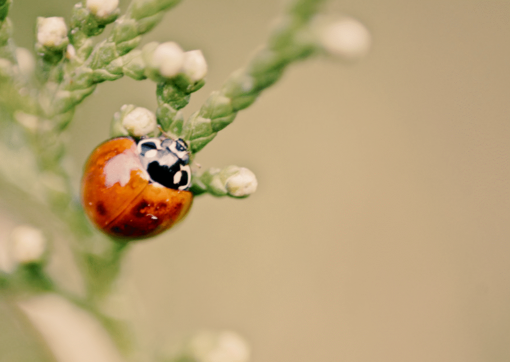 com cultivar la humilitat