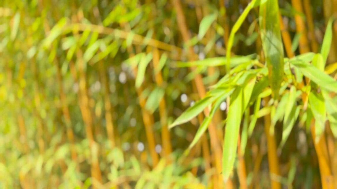 meditació per dormir