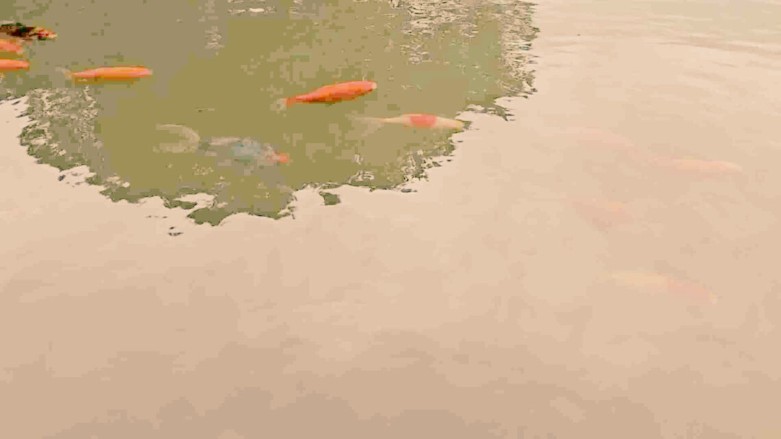 Tornar al present amb la respiració 🌿 | Meditació guiada per calmar l’ansietat