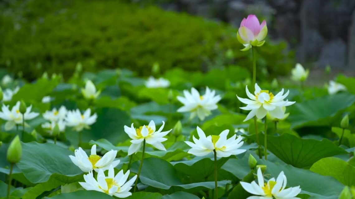 meditació guiada per trobar la calma