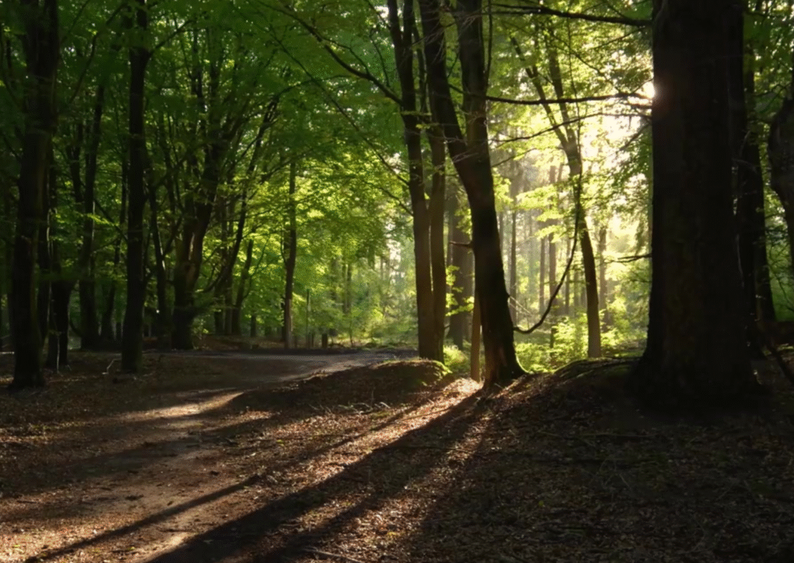 meditació acollint el dol
