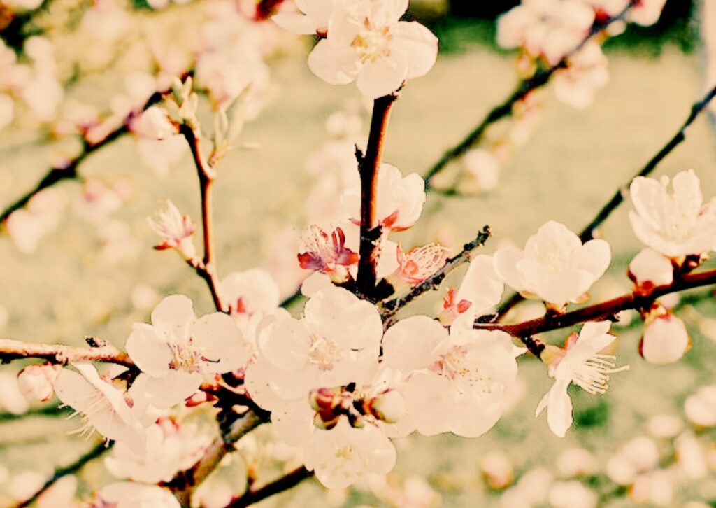 camins espirituals i essència interior