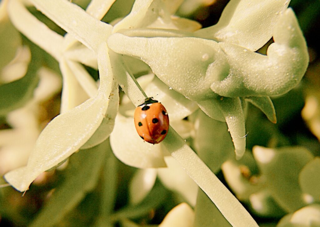 pensaments recurrents