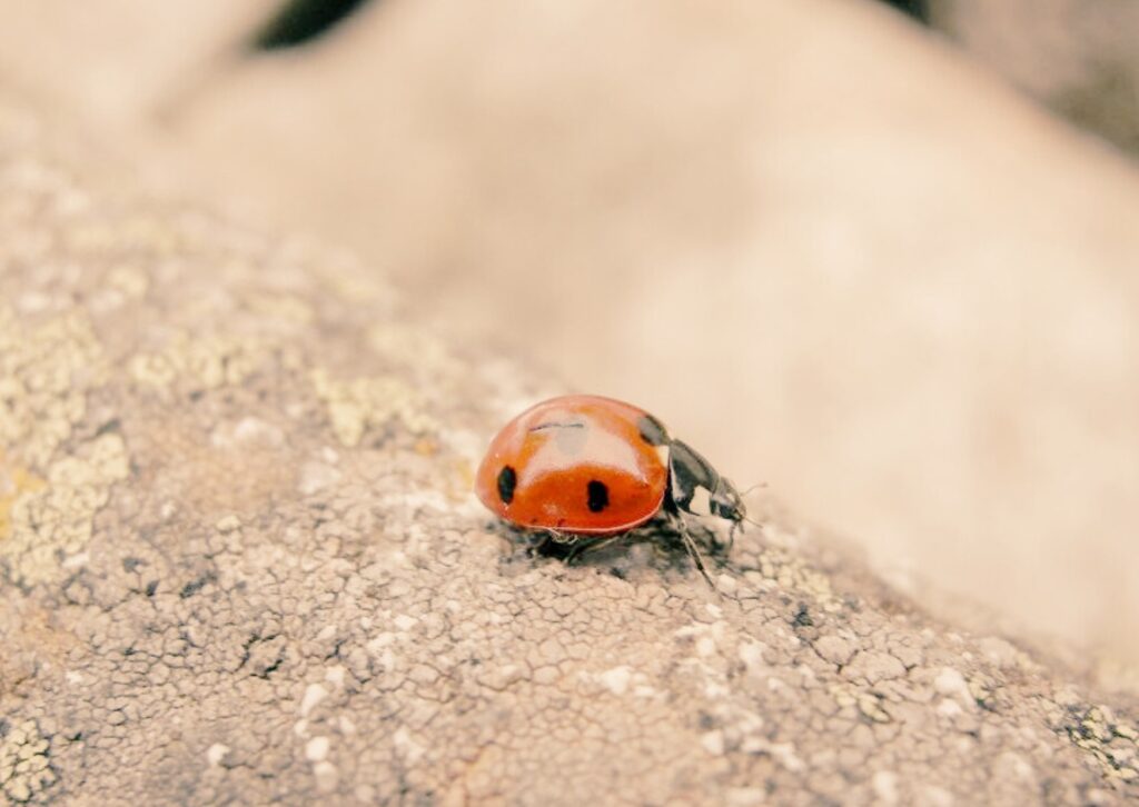 pensaments recurrents