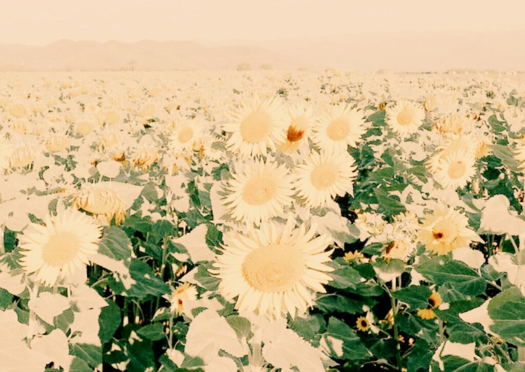 camins espirituals i essència interior