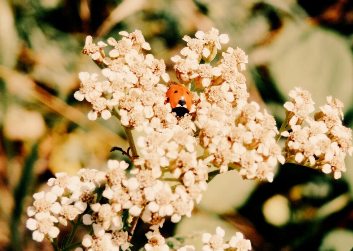 pensaments recurrents