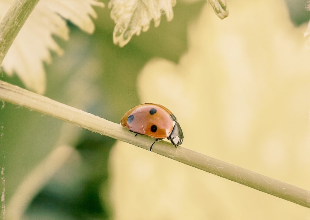 pensaments recurrents