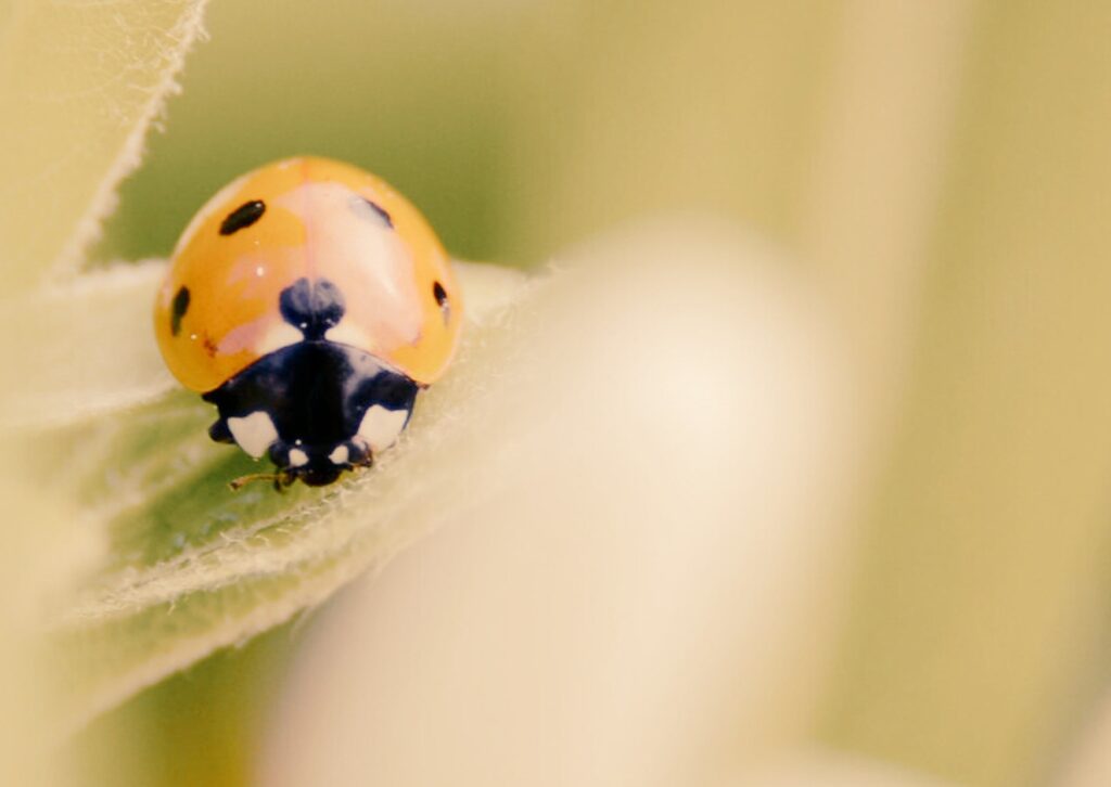 pensaments recurrents