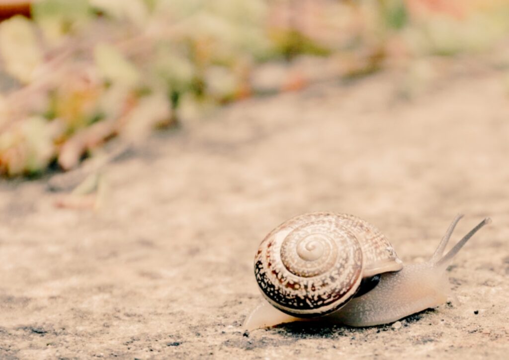 cultivar l’autoestima i la compassió