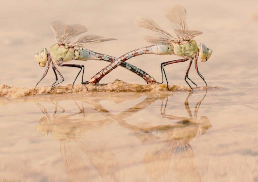 cultivar l’autoestima i la compassió