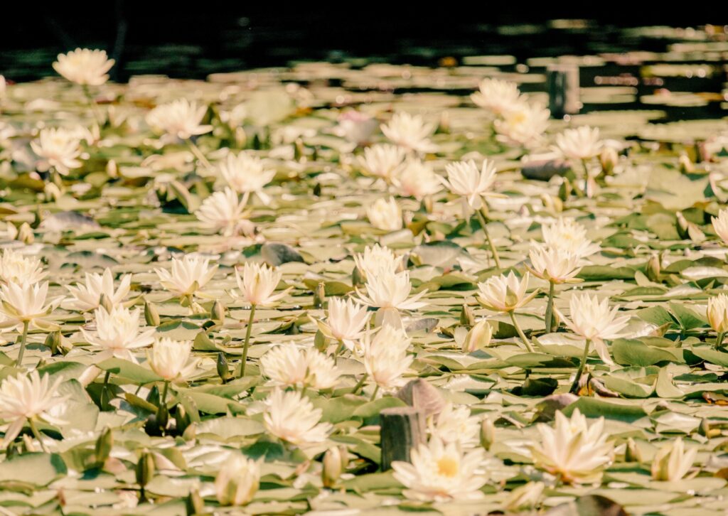 Consciència plena al dia a dia: viure amb presència i calma