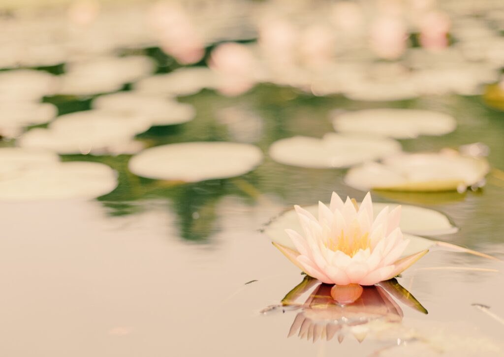 Mushin: aprendre a viure sense ment, només amb presència