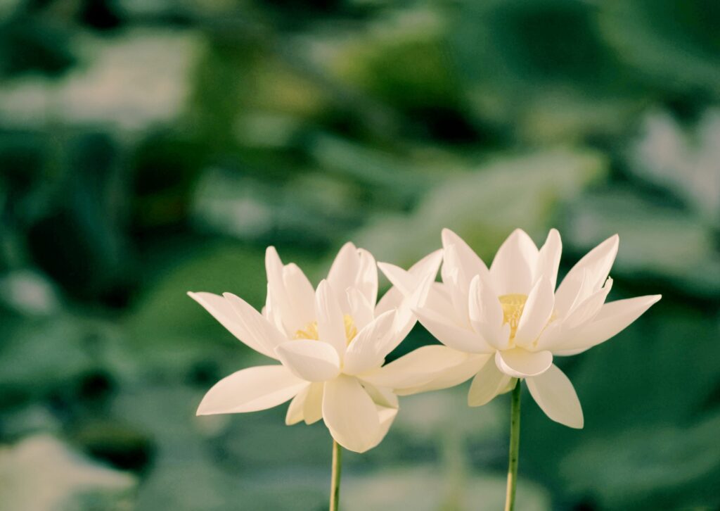 Consciència plena al dia a dia: viure amb presència i calma