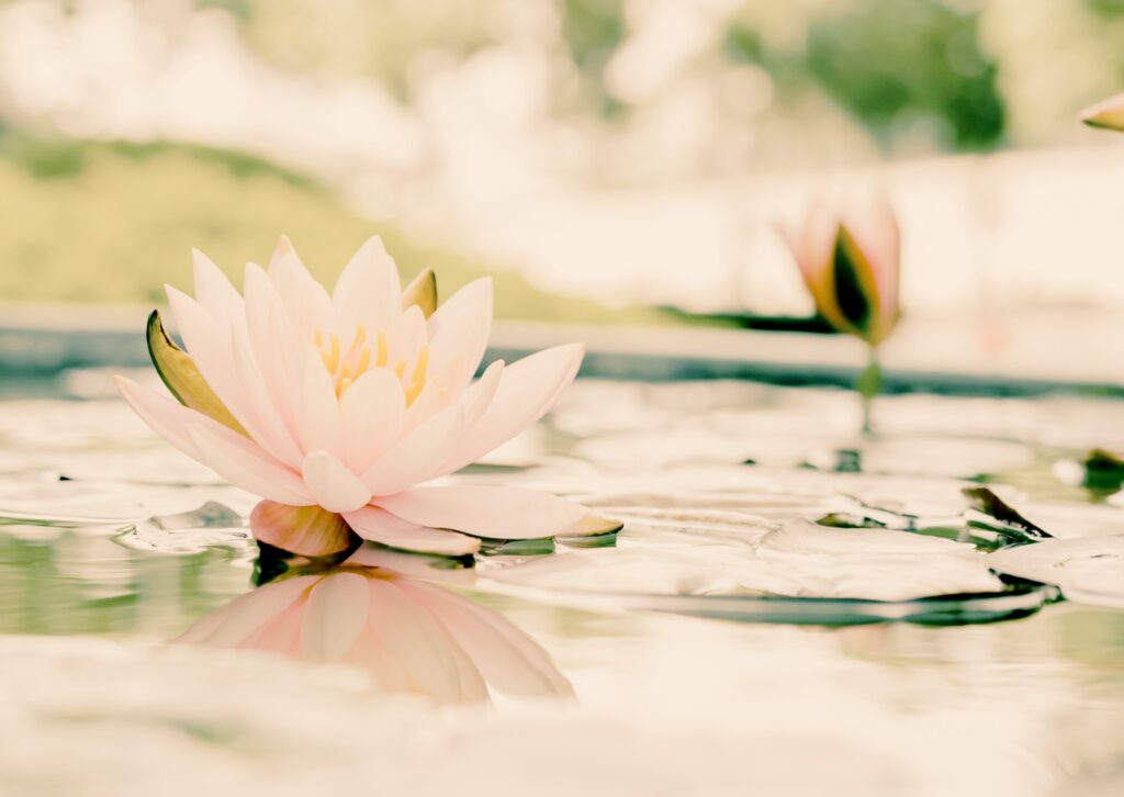 Mushin: aprendre a viure sense ment, només amb presència