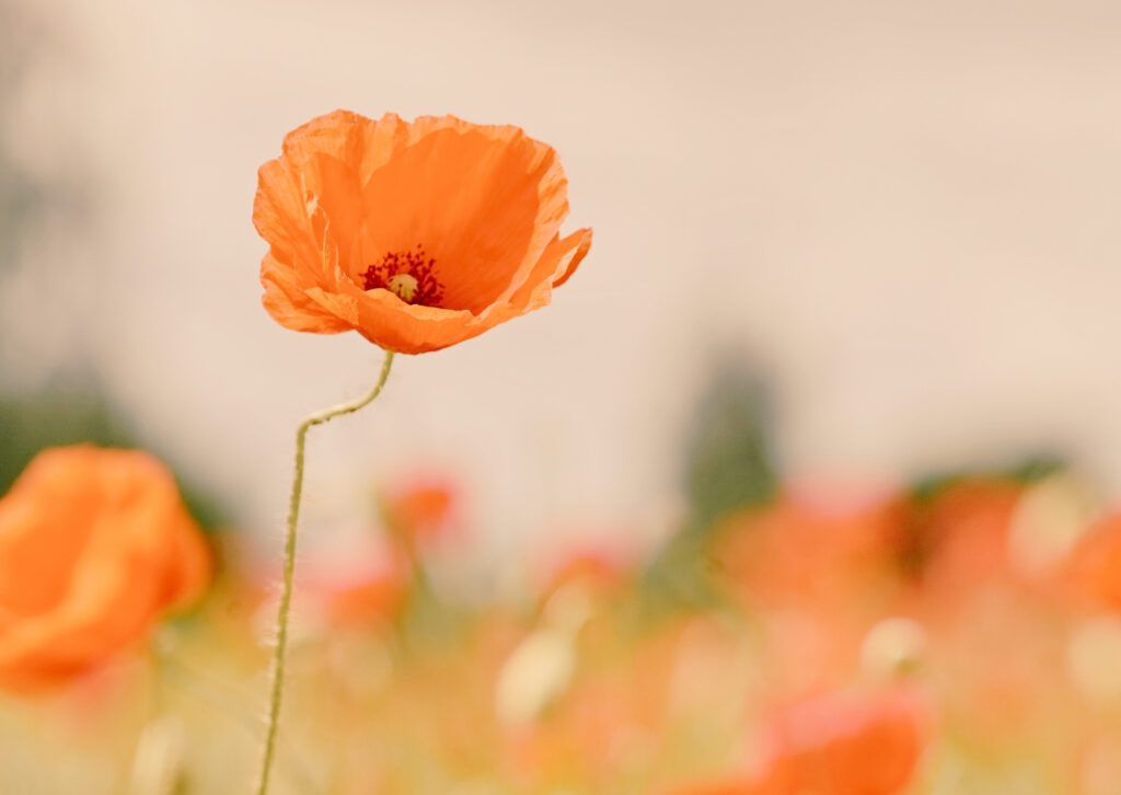 retrocedir amb consciència