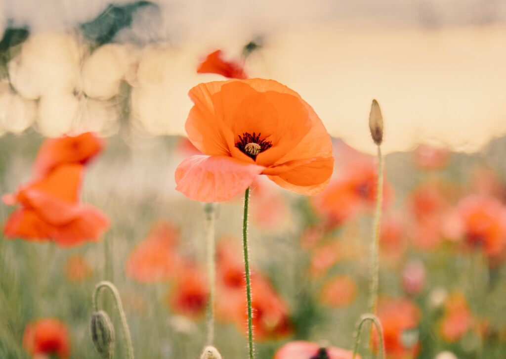 retrocedir amb consciència