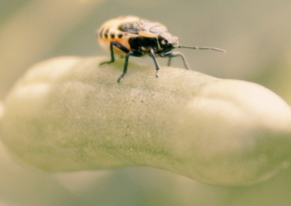 per què la bondat millora la salut